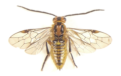 Euura tibialis