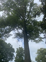 Quercus palustris