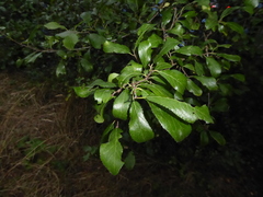 Prunus spinosa