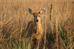 Blastocerus dichotomus
