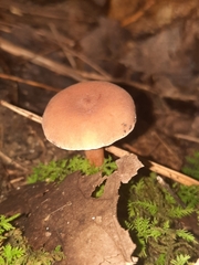 Russulaceae