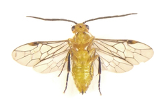 Euura tibialis