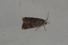 Noctua janthina