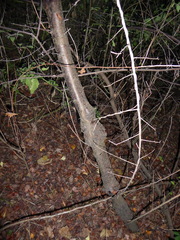 Prunus spinosa