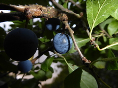 Prunus spinosa