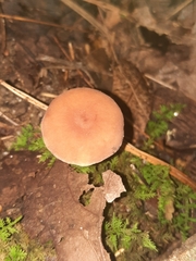 Russulaceae