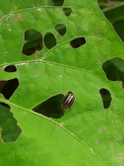 Agroiconota bivittata