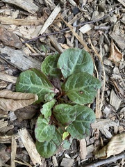 Pyrola americana