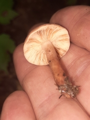 Russulaceae
