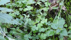 Oxalis acetosella