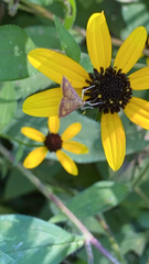 Pyrausta acrionalis