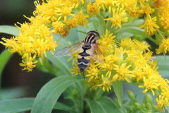 Helophilus trivittatus