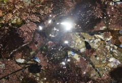 Ophioderma panamense