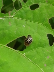 Agroiconota bivittata