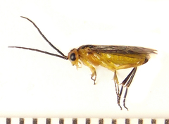 Euura tibialis