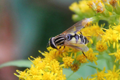 Helophilus trivittatus