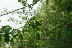 Cornus sanguinea australis