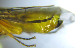 Euura tibialis