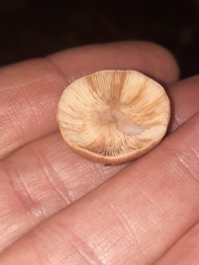 Russulaceae