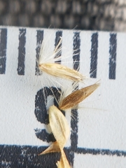 Calamagrostis inexpansa