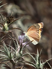 Colotis fausta