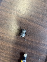 Philolithus sordidus