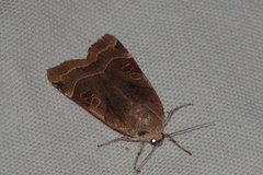 Noctua fimbriata
