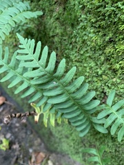 Polypodium vulgare