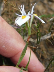 Moraea fergusoniae