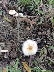 Psilocybe cubensis