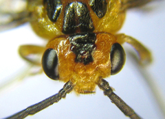 Euura tibialis