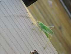 Meconema thalassinum