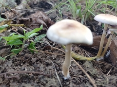 Psilocybe cubensis