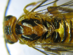 Euura tibialis