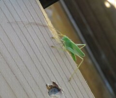 Meconema thalassinum