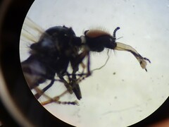 Dilophus