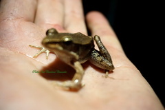 Lithobates vaillanti