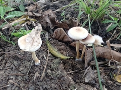 Psilocybe cubensis