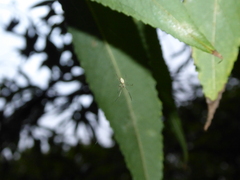 Tetragnatha