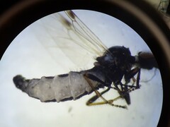 Dilophus