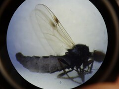 Dilophus