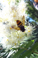 Volucella inanis