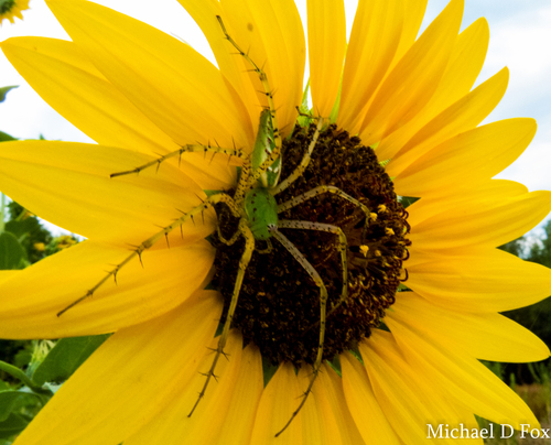 Green Lynx Spider photo 5