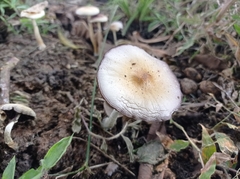 Psilocybe cubensis
