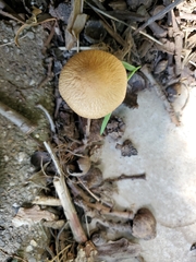Agaricineae