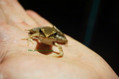 Lithobates vaillanti