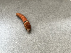 Papilio multicaudata