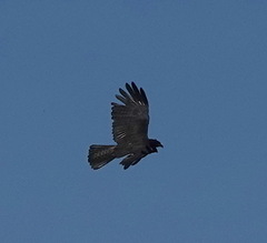 Ictinaetus malaiensis