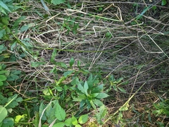 Emydoidea blandingii