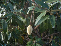 Colicodendron scabridum